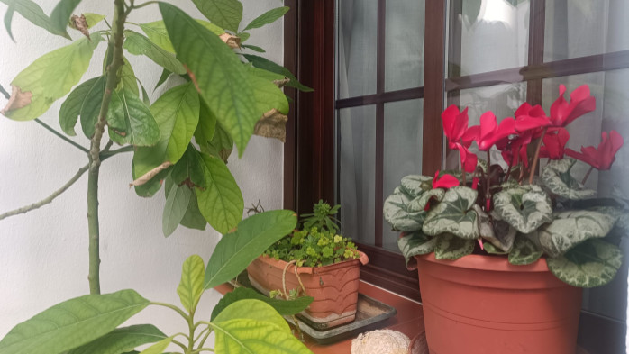 detalle patio  comun